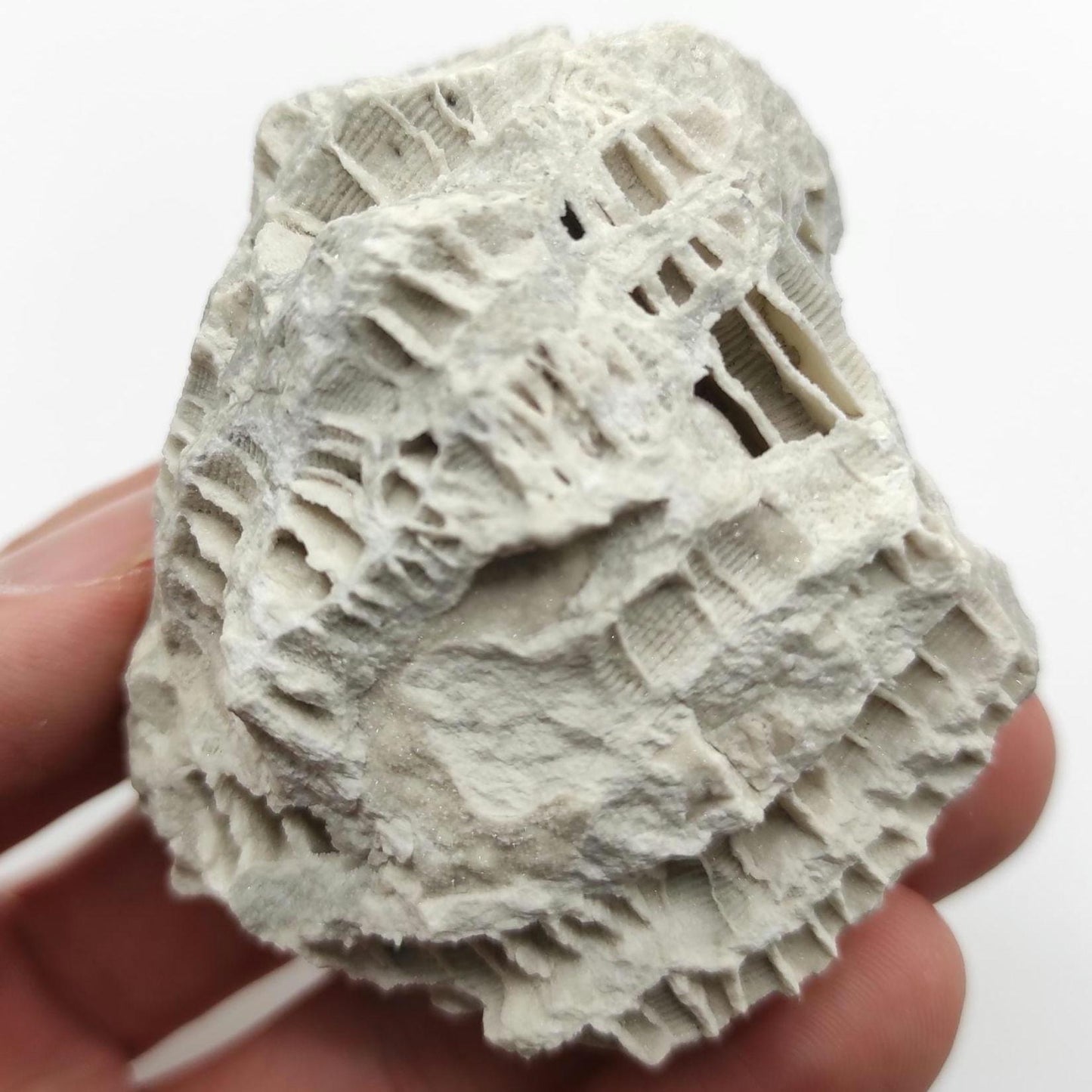 154g Fossilized Druzy Coral - Clay Center, Ohio - Fossil Coral Pieced from United States - Natural Fossil Specimen - Natural Druzy Coated