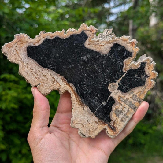 Large Polished Petrified Wood Slab - Banten, West Java, Indonesia - Black and Cream Fossil Specimen