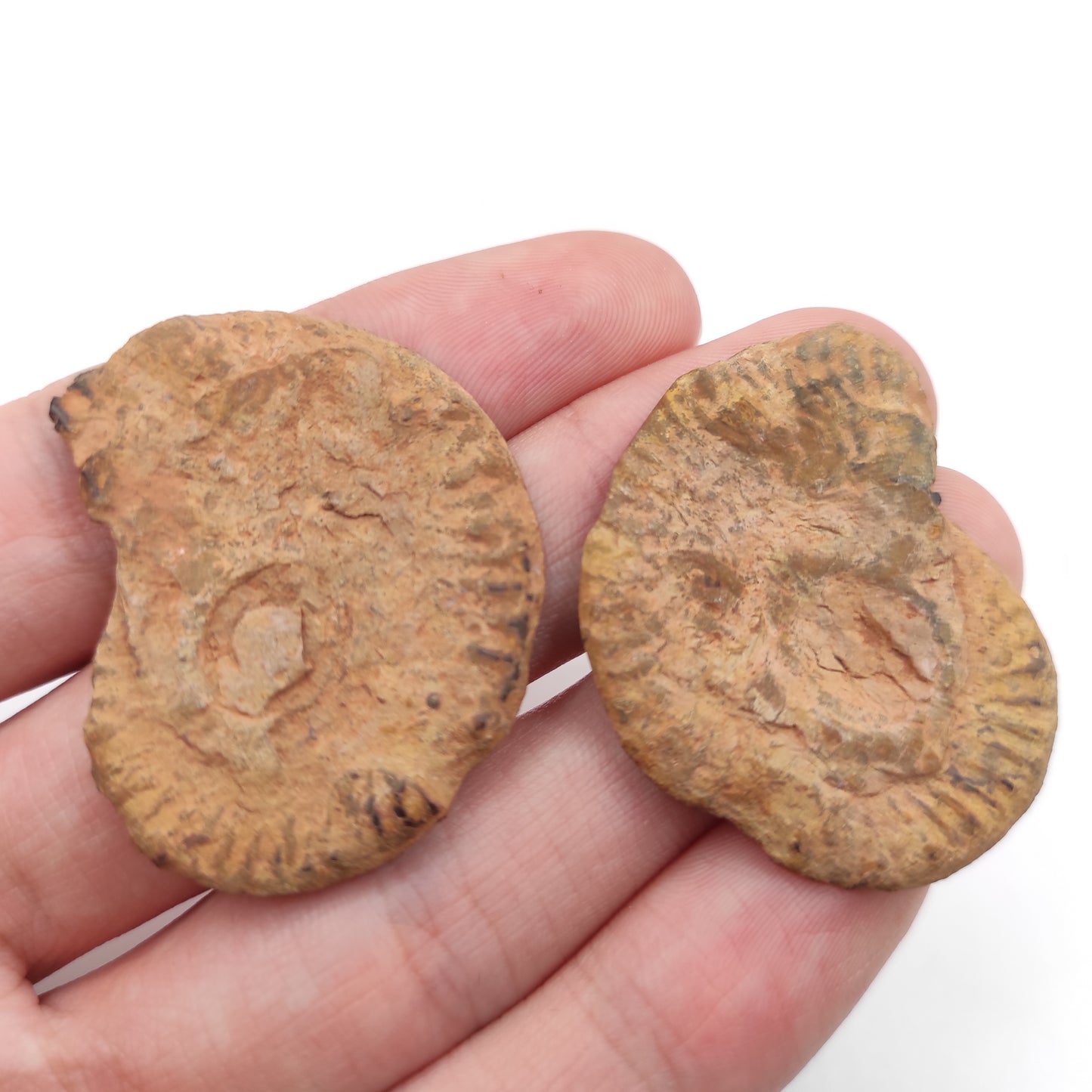 11g Ammonite Fossil Pair