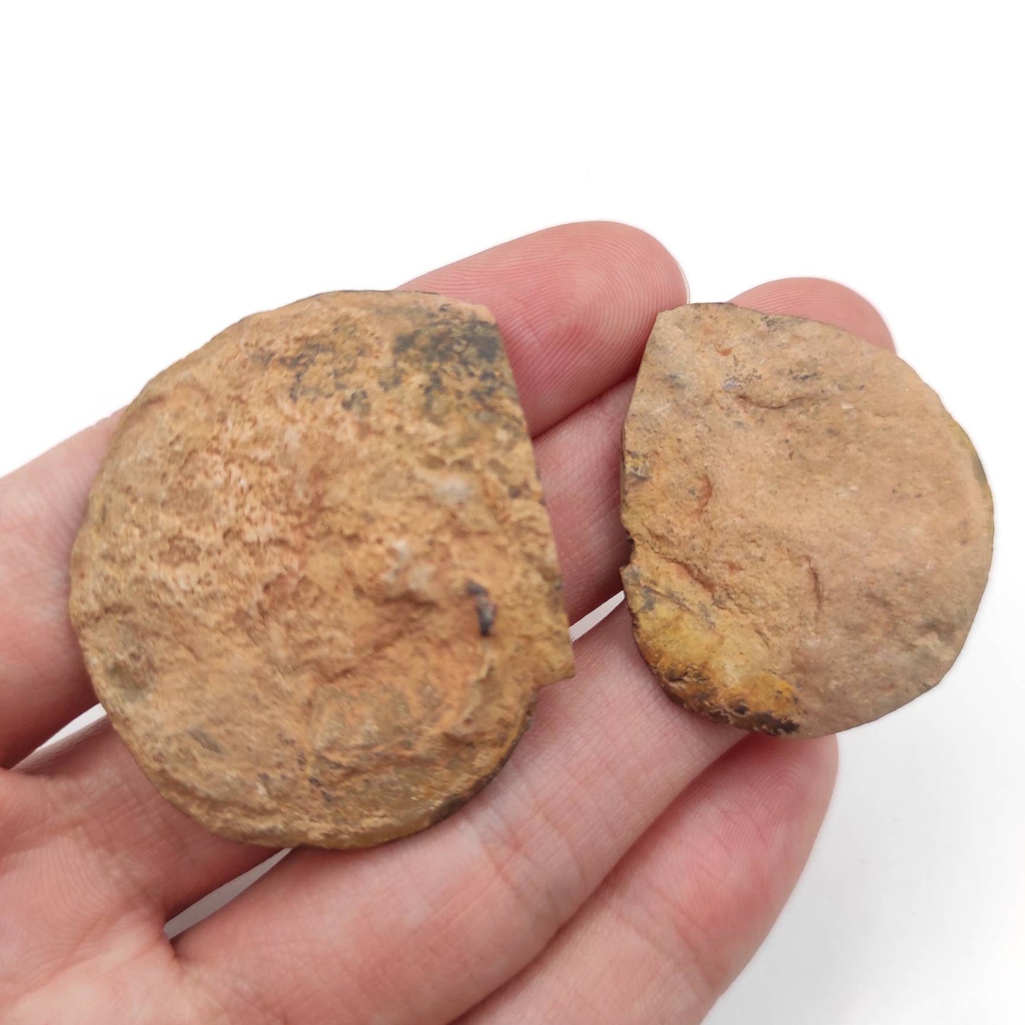 23g Unique Pair of Ammonite Fossils - Over 66 Million Years Old - Polished Ammonite Fossil from Sahara Desert, Morocco - Genuine Fossils