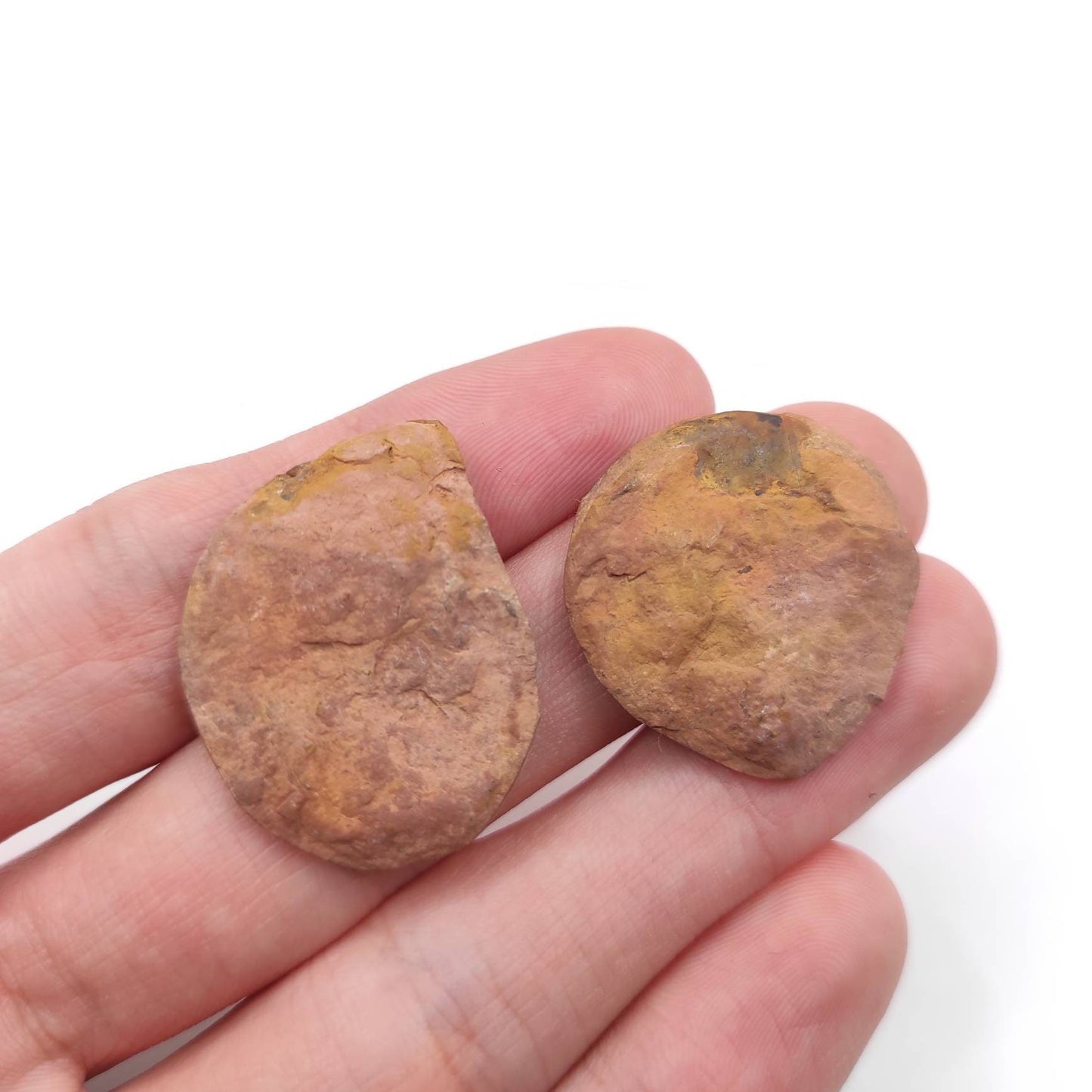 11g Unique Pair of Ammonite Fossils - Over 66 Million Years Old - Polished Ammonite Fossil from Sahara Desert, Morocco - Genuine Fossils