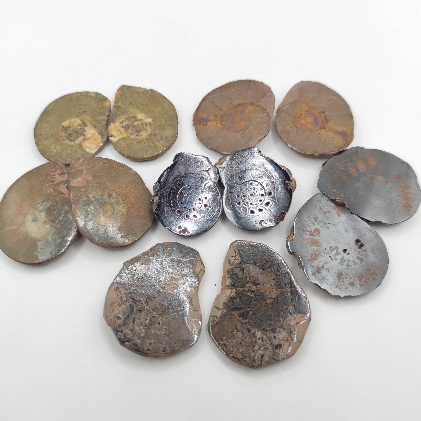 77g Lot of 6 pairs of Unique Ammonite Fossils - Over 66 Million Years Old - Polished Ammonite Fossil from Sahara Desert, Morocco - Genuine