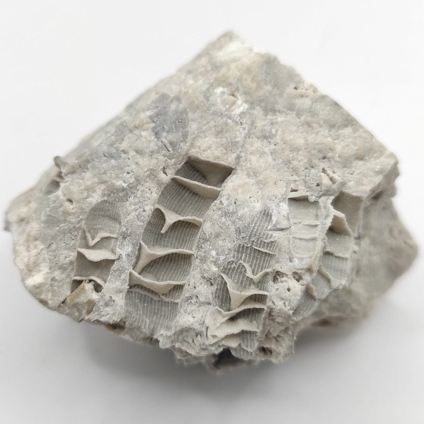 117g Fossilized Druzy Coral - Clay Center, Ohio - Fossil Coral Pieced from United States - Natural Fossil Specimen - Natural Druzy Coated