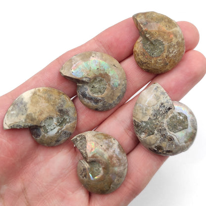 35g Lot of 5 Ammonite Fossils - Polished Ammonites Fossils - Ammonite from Madagascar - Rainbow Flash Ammonites