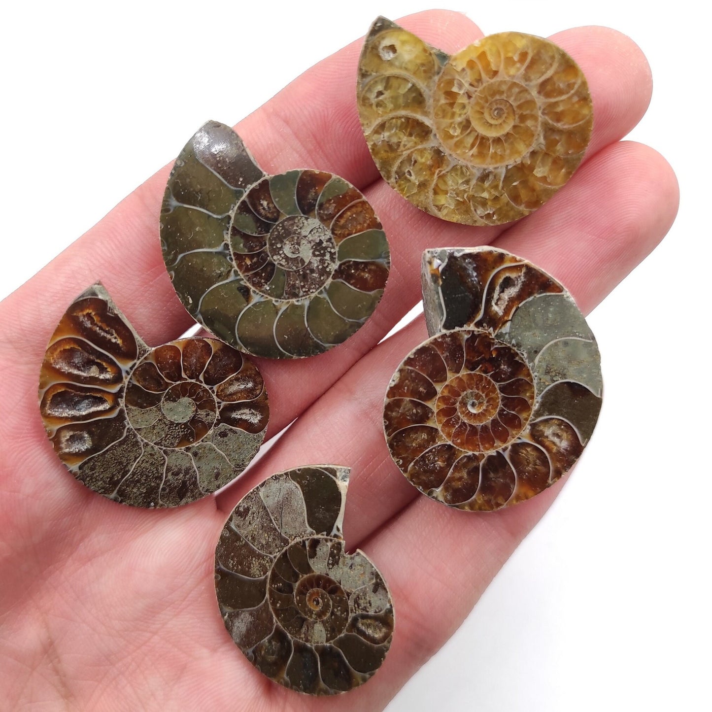 35g Lot of 5 Ammonite Fossils - Polished Ammonites Fossils - Ammonite from Madagascar - Rainbow Flash Ammonites