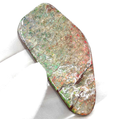 48g Rainbow Ammolite Specimen - Bearpaw Formation, Alberta, Canada - High Quality Flashy Ammolite - Resin Coated Ammolite - Ammolite Gem