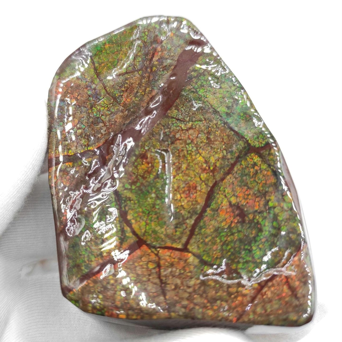 131g Green Ammolite Specimen - Bearpaw Formation, Alberta, Canada - High Quality Flashy Ammolite - Resin Coated Ammolite - Ammolite Gemstone