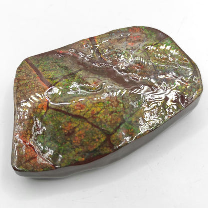 131g Green Ammolite Specimen - Bearpaw Formation, Alberta, Canada - High Quality Flashy Ammolite - Resin Coated Ammolite - Ammolite Gemstone