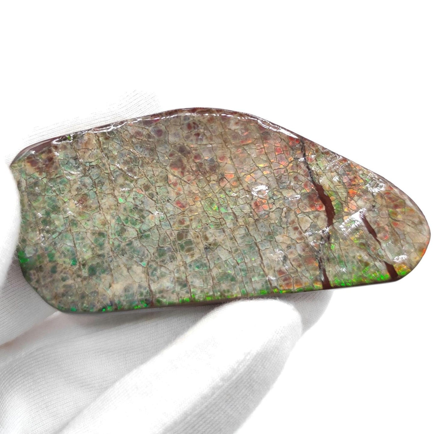 48g Rainbow Ammolite Specimen - Bearpaw Formation, Alberta, Canada - High Quality Flashy Ammolite - Resin Coated Ammolite - Ammolite Gem