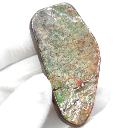 48g Rainbow Ammolite Specimen - Bearpaw Formation, Alberta, Canada - High Quality Flashy Ammolite - Resin Coated Ammolite - Ammolite Gem