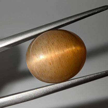 7.72 ct Cat's Eye Apatite - Honey Cat's Eye Cabochon - Natural Untreated Gemstone - Chatoyant Cat's Eye Gemstone - Minas Gerais, Brazil