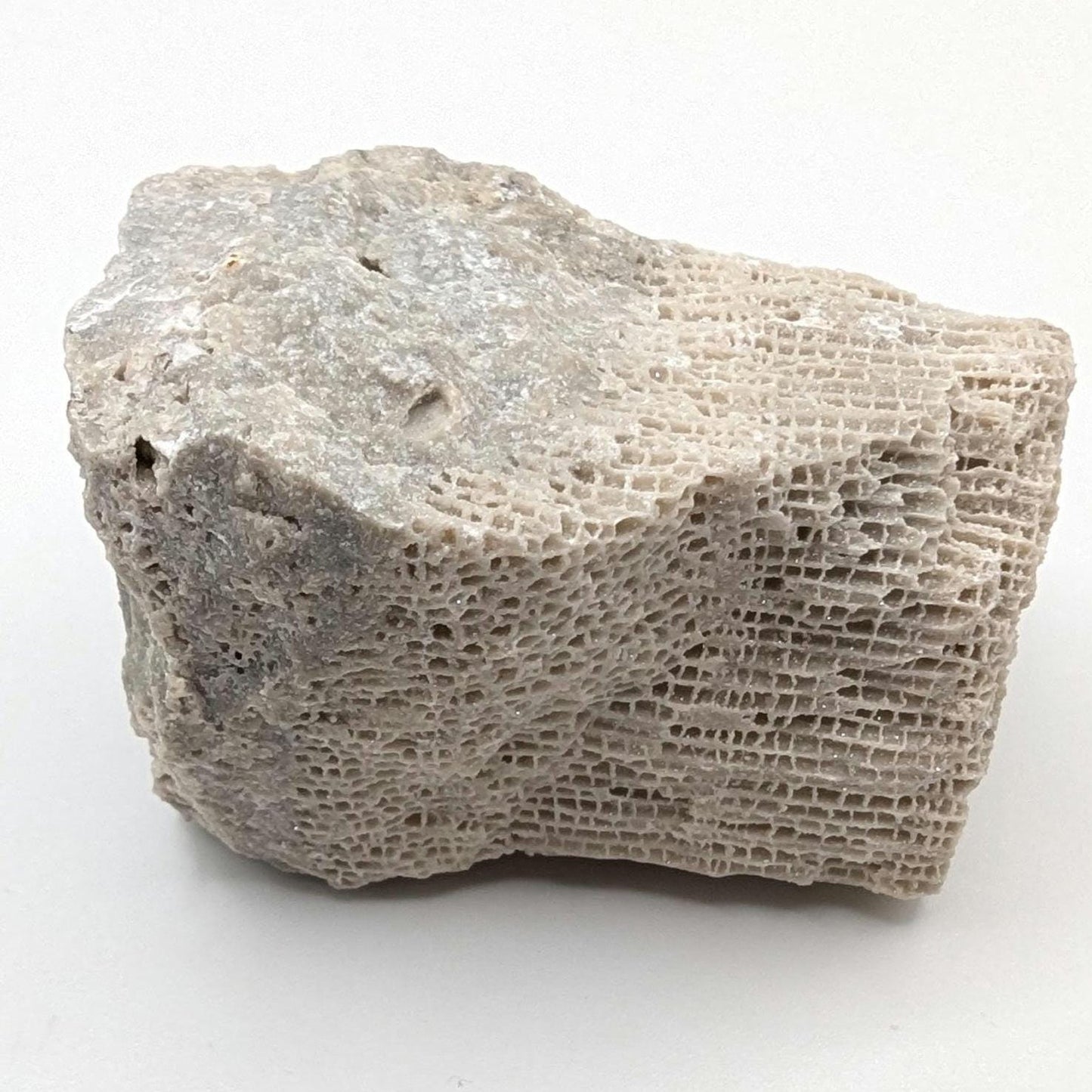 128g Fossilized Druzy Coral - Clay Center, Ohio - Fossil Coral Pieced from United States - Natural Fossil Specimen - Natural Druzy Coated