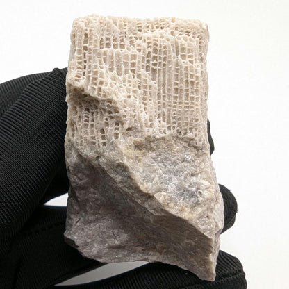 128g Fossilized Druzy Coral - Clay Center, Ohio - Fossil Coral Pieced from United States - Natural Fossil Specimen - Natural Druzy Coated