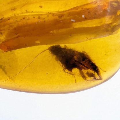 10.26ct Amber with Complete Insect - Polished Amber from Burma - Cretaceous Period Amber Organic Gems - Natural Amber Burmite Specimen