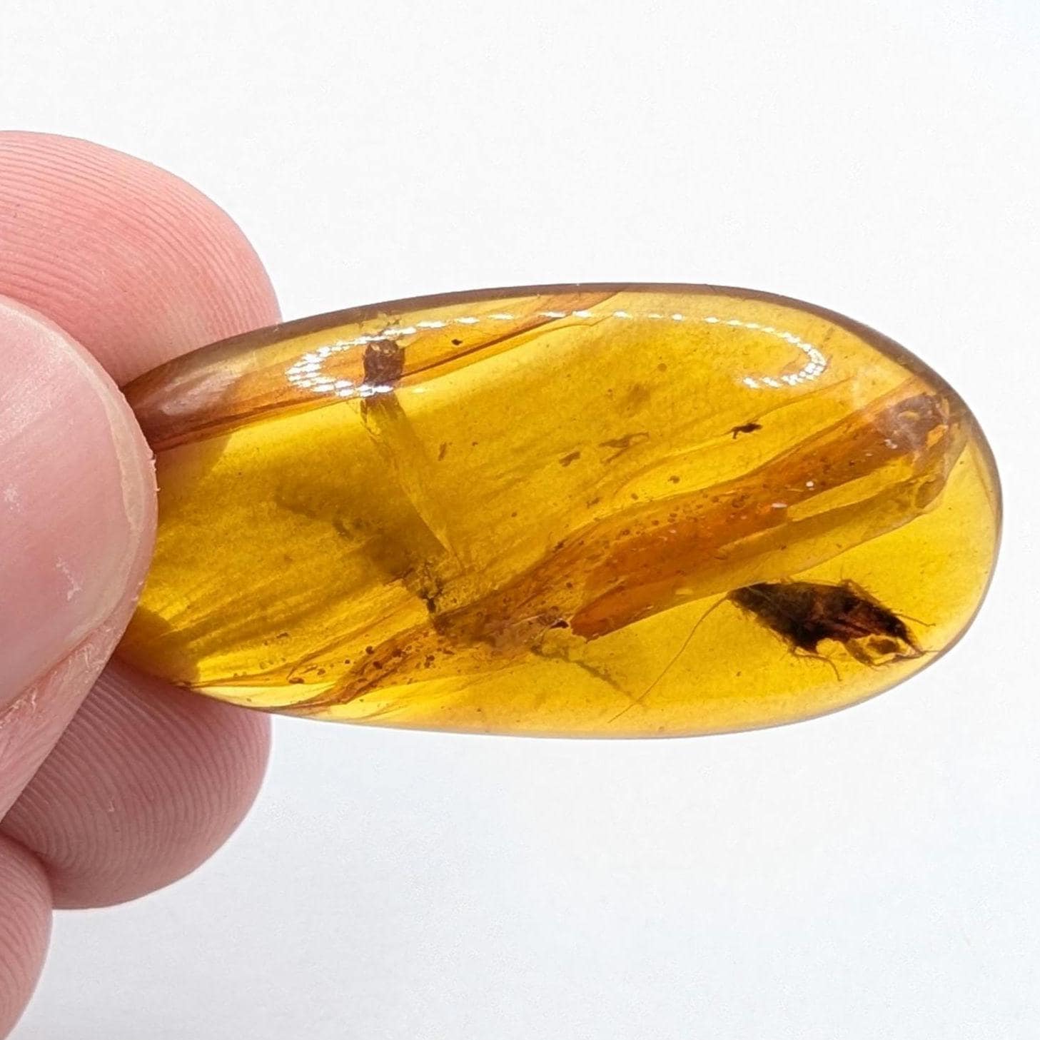 10.26ct Amber with Complete Insect - Polished Amber from Burma - Cretaceous Period Amber Organic Gems - Natural Amber Burmite Specimen