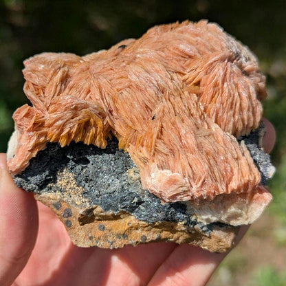 596g Orange Barite on Galena Matrix - Mibladen, Morocco - Natural Mineral Specimens - Raw Barite Blades on Matrix - Rough Minerals