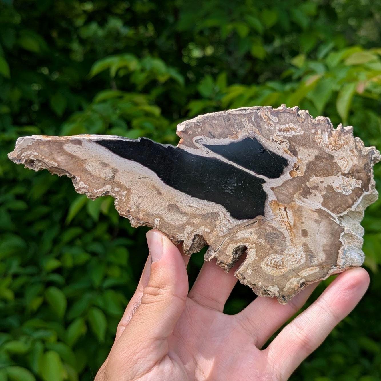 Petrified Wood Slab - Banten, West Java, Indonesia - Black and Tan Fossil Wood Specimen