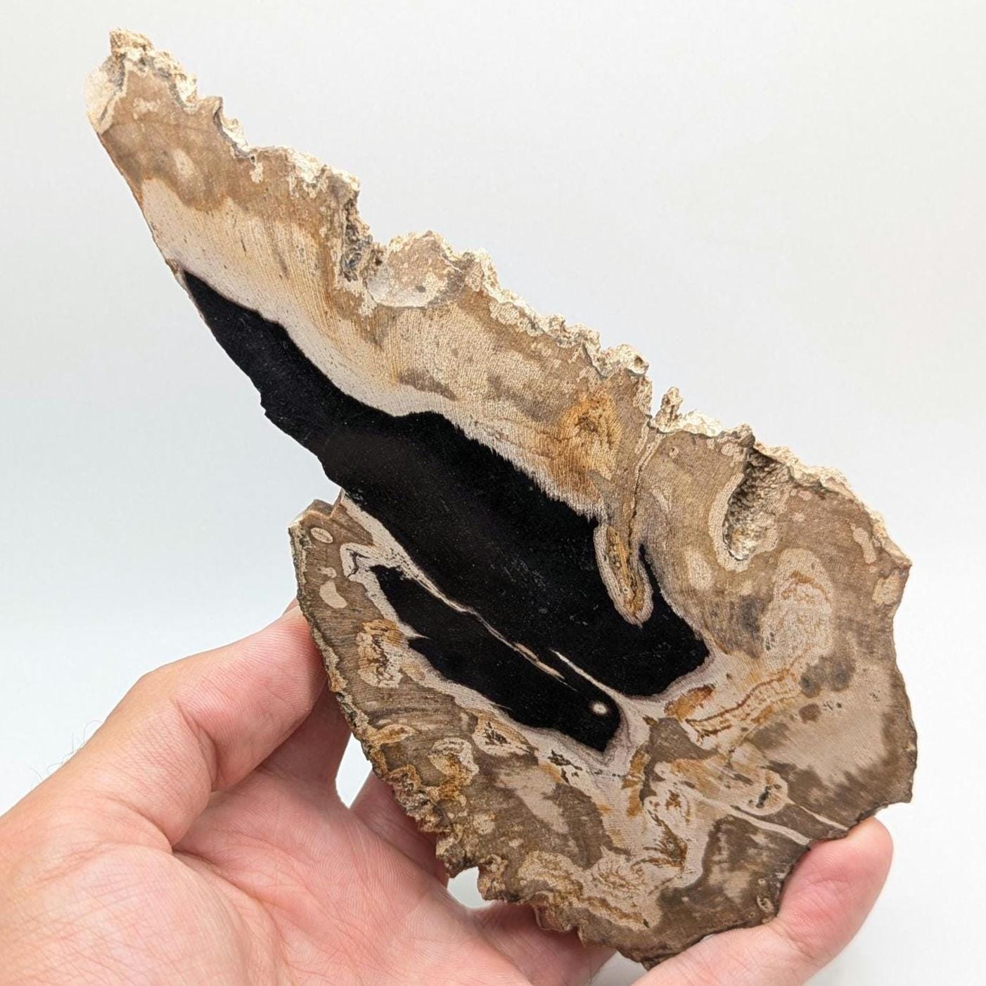 Petrified Wood Slab - Banten, West Java, Indonesia - Black and Tan Fossil Wood Specimen