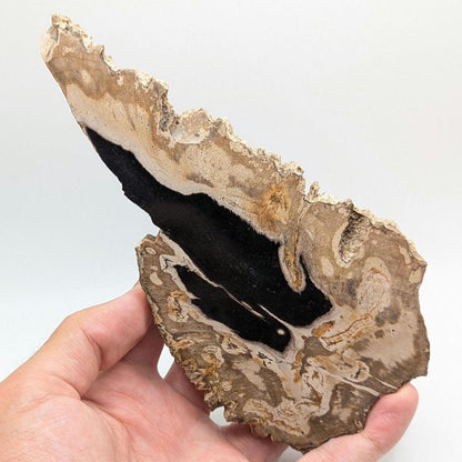 Petrified Wood Slab - Banten, West Java, Indonesia - Black and Tan Fossil Wood Specimen