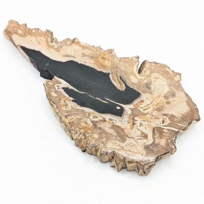 Petrified Wood Slab - Banten, West Java, Indonesia - Black and Tan Fossil Wood Specimen