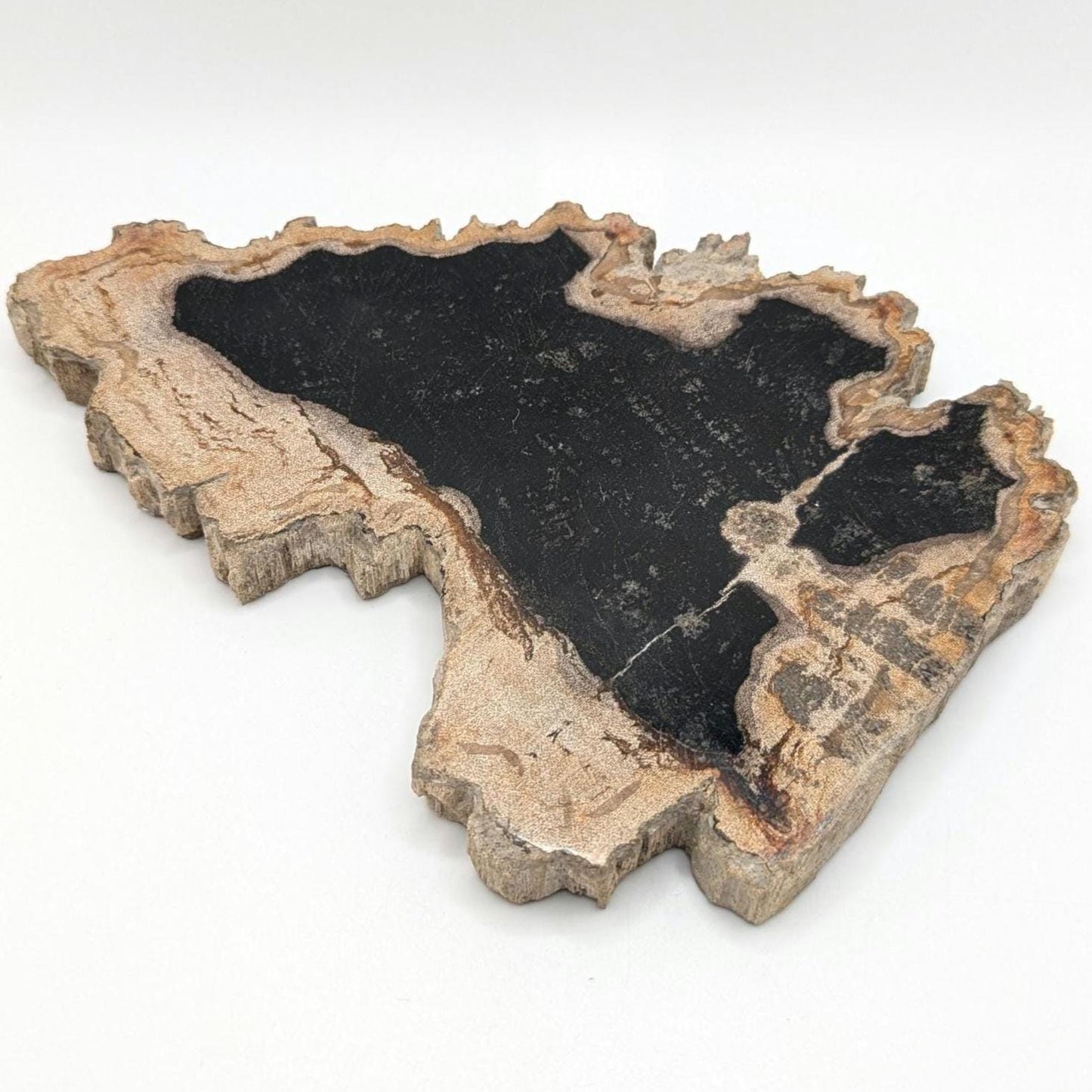 Large Polished Petrified Wood Slab - Banten, West Java, Indonesia - Black and Cream Fossil Specimen