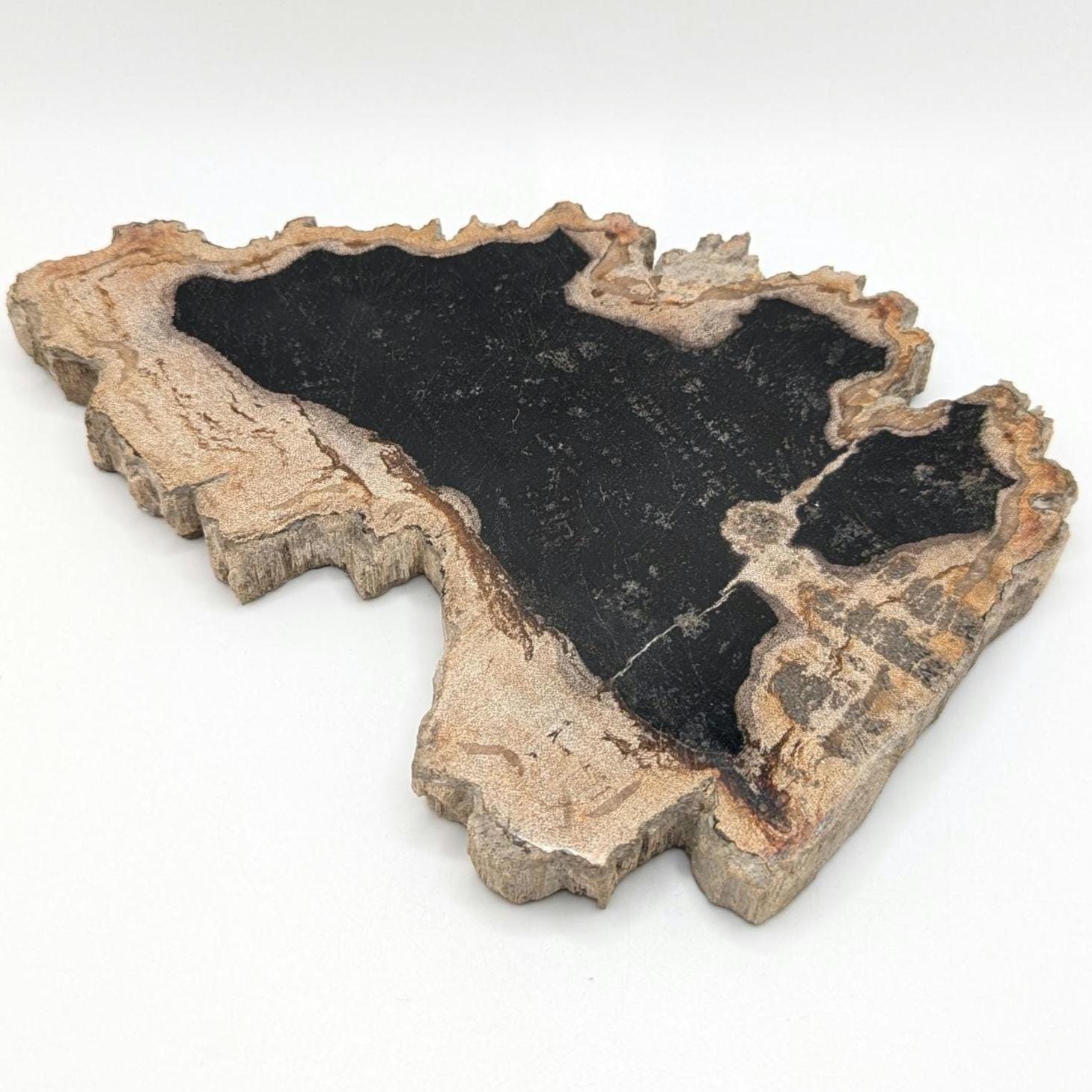 Large Polished Petrified Wood Slab - Banten, West Java, Indonesia - Black and Cream Fossil Specimen