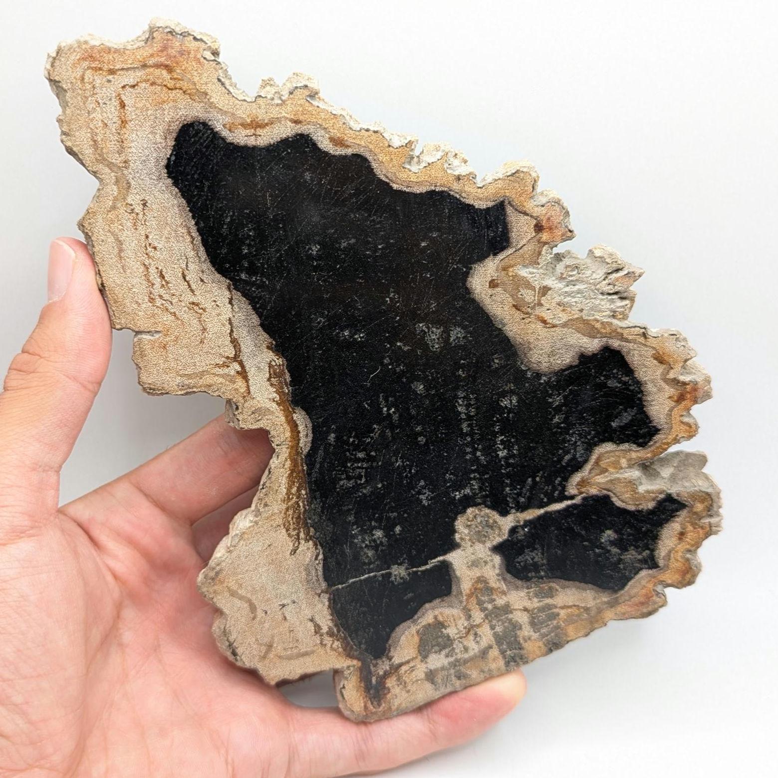 Large Polished Petrified Wood Slab - Banten, West Java, Indonesia - Black and Cream Fossil Specimen