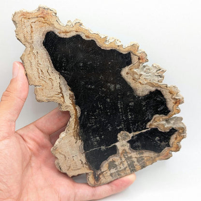Large Polished Petrified Wood Slab - Banten, West Java, Indonesia - Black and Cream Fossil Specimen