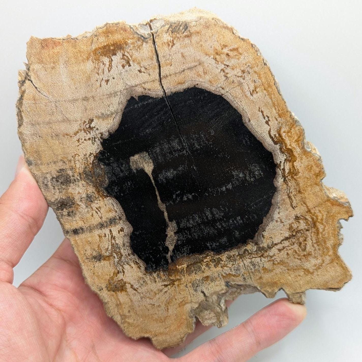 Petrified Wood Round Slab - Banten, West Java, Indonesia - Black Core Tree Ring Fossil Specimen