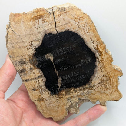 Petrified Wood Round Slab - Banten, West Java, Indonesia - Black Core Tree Ring Fossil Specimen