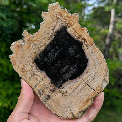 Petrified Wood Round Slab - Banten, West Java, Indonesia - Black Core Tree Ring Fossil Specimen