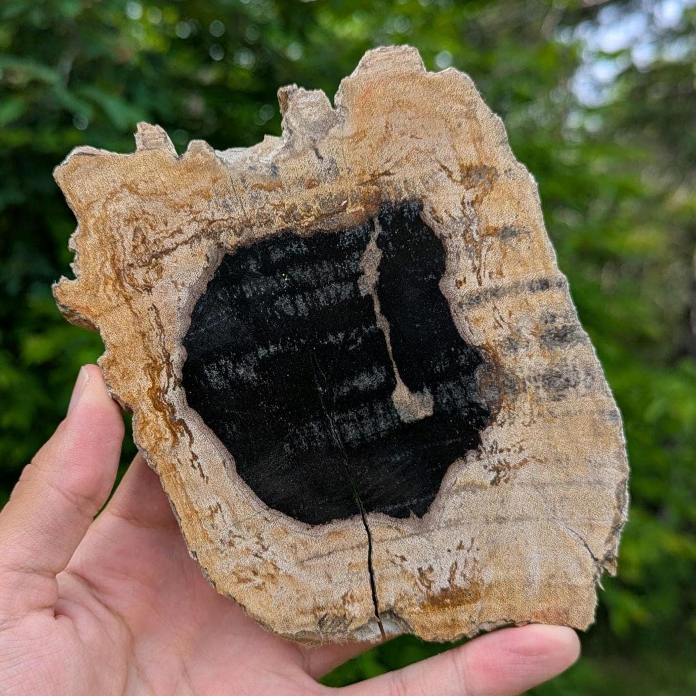 Petrified Wood Round Slab - Banten, West Java, Indonesia - Black Core Tree Ring Fossil Specimen