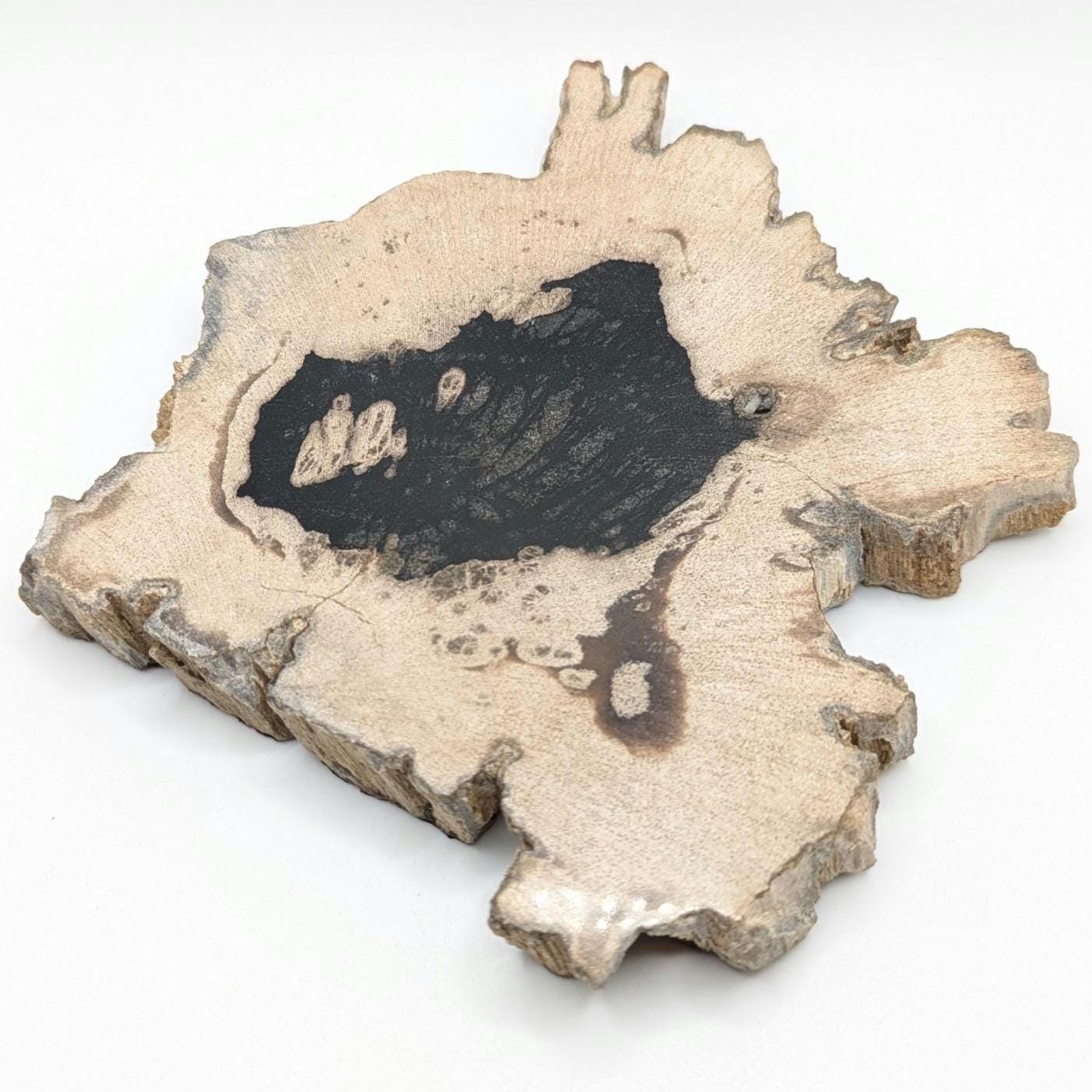 Petrified Wood Slab - Banten, West Java, Indonesia - Grey and Black Tree Ring Fossil Specimen