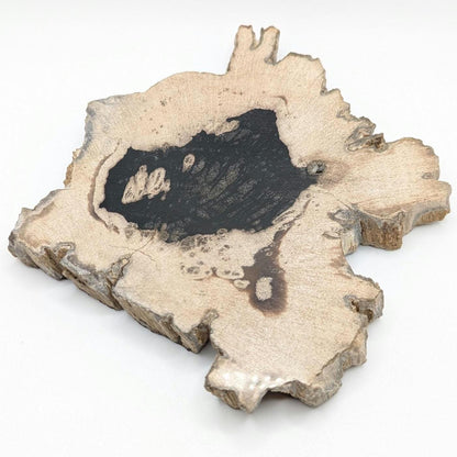 Petrified Wood Slab - Banten, West Java, Indonesia - Grey and Black Tree Ring Fossil Specimen