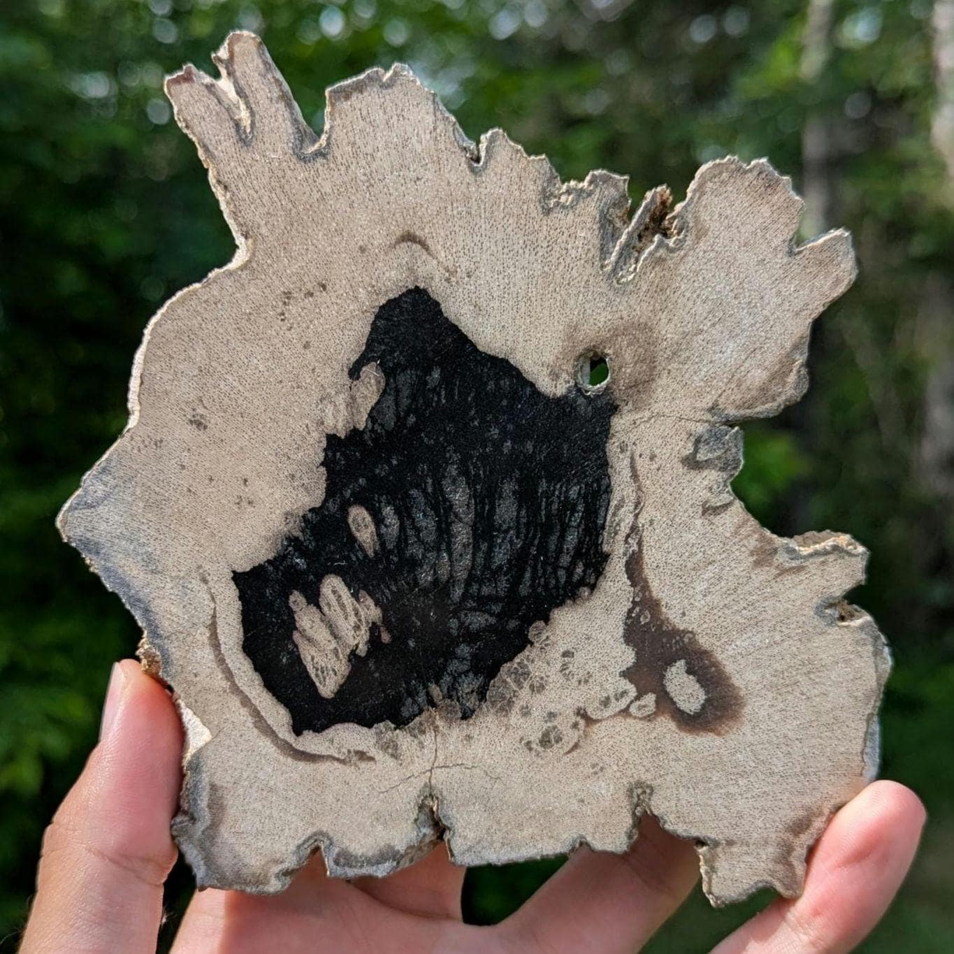 Petrified Wood Slab - Banten, West Java, Indonesia - Grey and Black Tree Ring Fossil Specimen