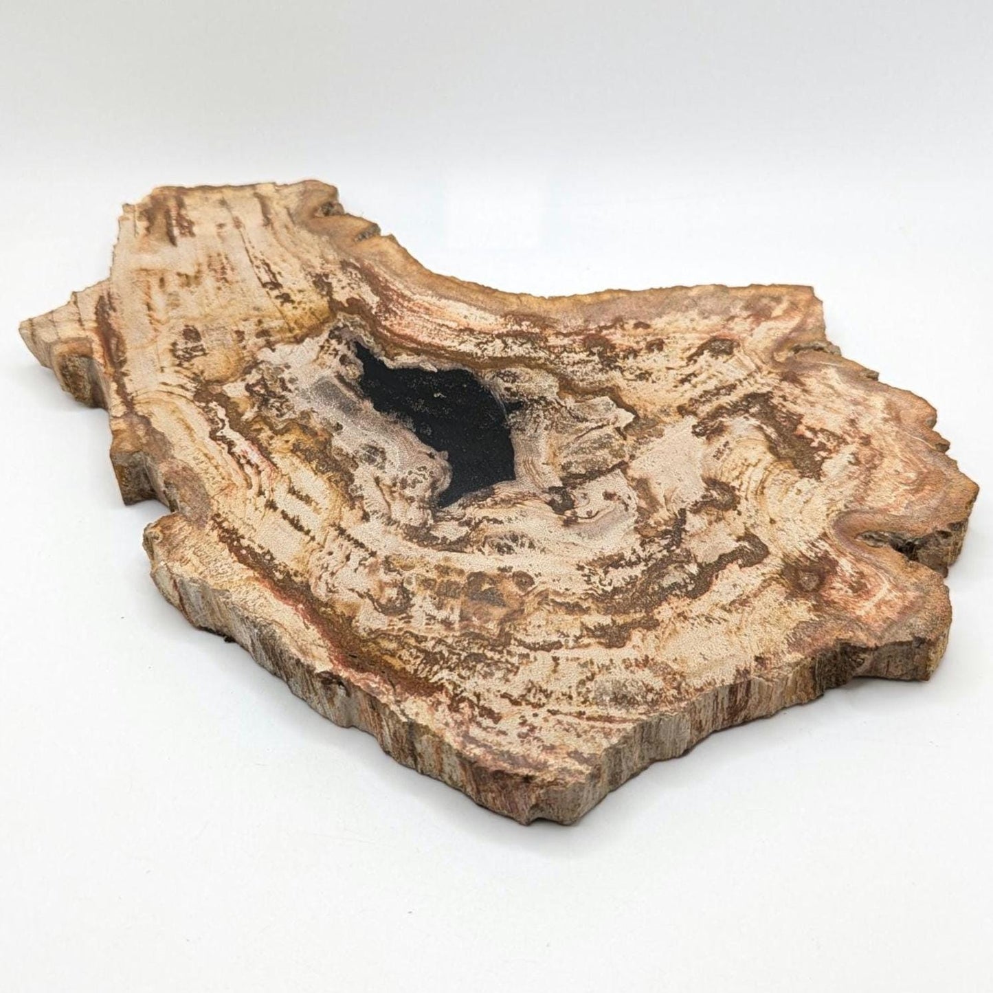 Large Petrified Wood Slab - Banten, West Java, Indonesia - Swirl Grain Brown Fossil Specimen
