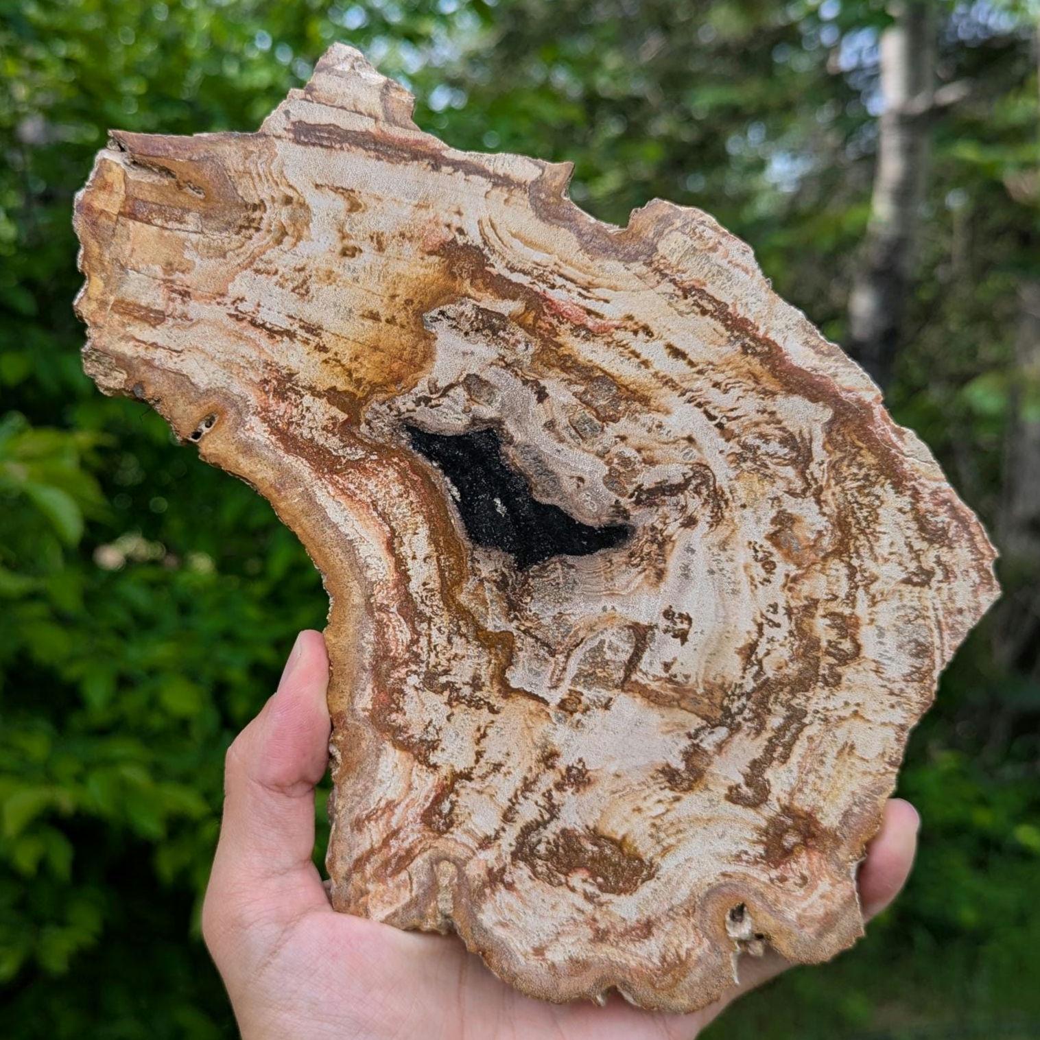 Large Petrified Wood Slab - Banten, West Java, Indonesia - Swirl Grain Brown Fossil Specimen