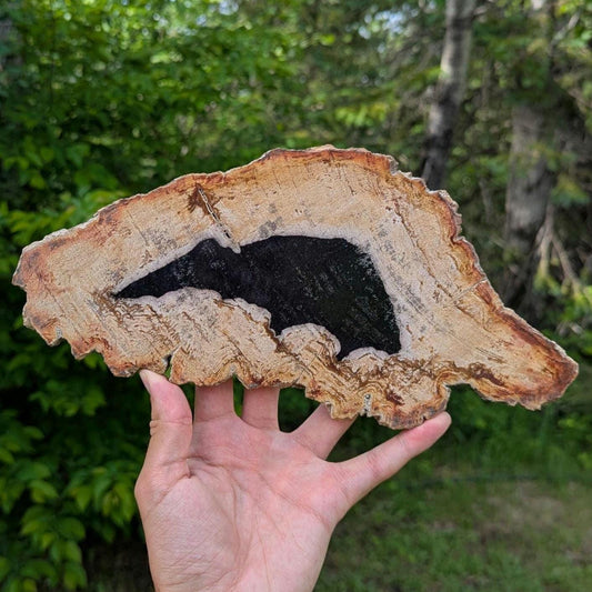 Petrified Wood Slab - Banten, West Java, Indonesia - "Rat" Animal Silhouette Black and Tan Fossil Specimen - Fossil Art