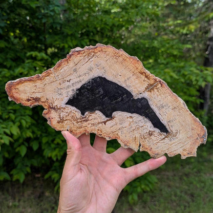 Petrified Wood Slab - Banten, West Java, Indonesia - "Rat" Animal Silhouette Black and Tan Fossil Specimen - Fossil Art