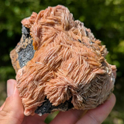 596g Orange Barite on Galena Matrix - Mibladen, Morocco - Natural Mineral Specimens - Raw Barite Blades on Matrix - Rough Minerals