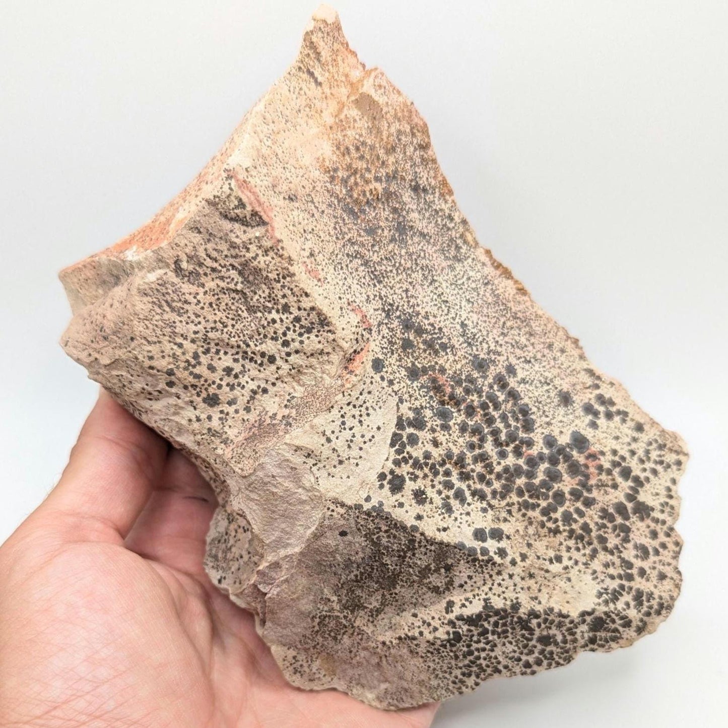 782 g Crystallized Vanadinite on Matrix - Mibladen, Morocco - Handpicked at Mine - Natural Sparkling Red Vanadinite Mineral Specimen