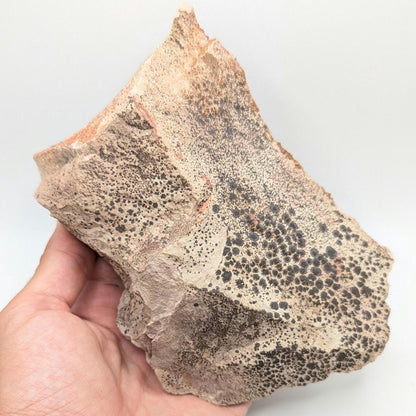 782 g Crystallized Vanadinite on Matrix - Mibladen, Morocco - Handpicked at Mine - Natural Sparkling Red Vanadinite Mineral Specimen