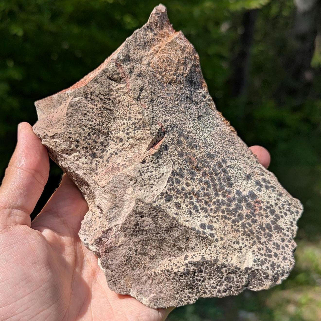 782 g Crystallized Vanadinite on Matrix - Mibladen, Morocco - Handpicked at Mine - Natural Sparkling Red Vanadinite Mineral Specimen
