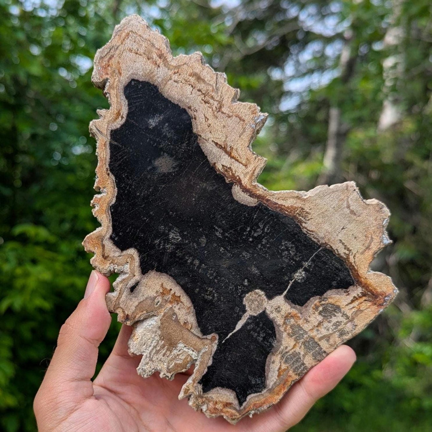 Large Polished Petrified Wood Slab - Banten, West Java, Indonesia - Black and Cream Fossil Specimen