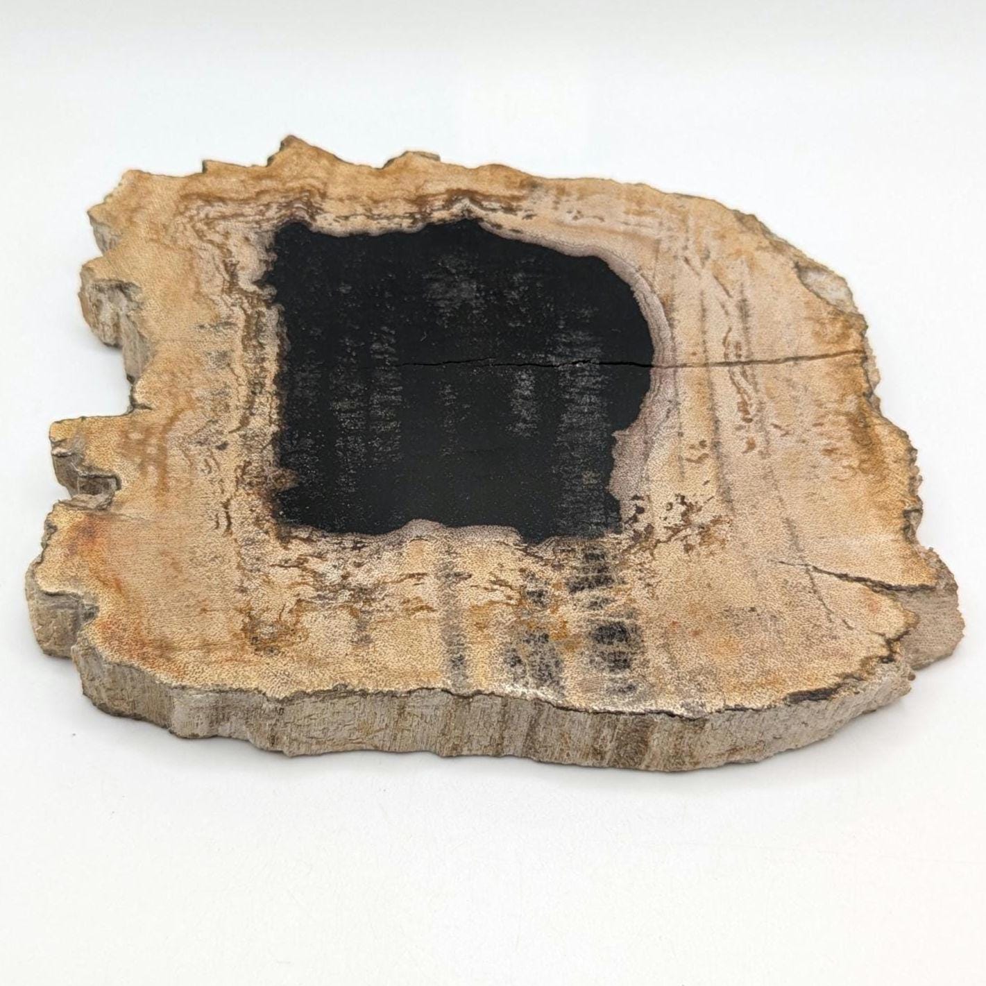 Petrified Wood Round Slab - Banten, West Java, Indonesia - Black Core Tree Ring Fossil Specimen