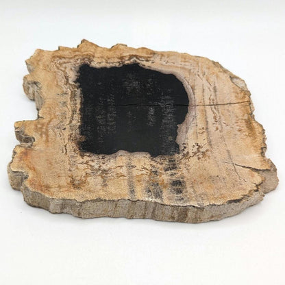 Petrified Wood Round Slab - Banten, West Java, Indonesia - Black Core Tree Ring Fossil Specimen