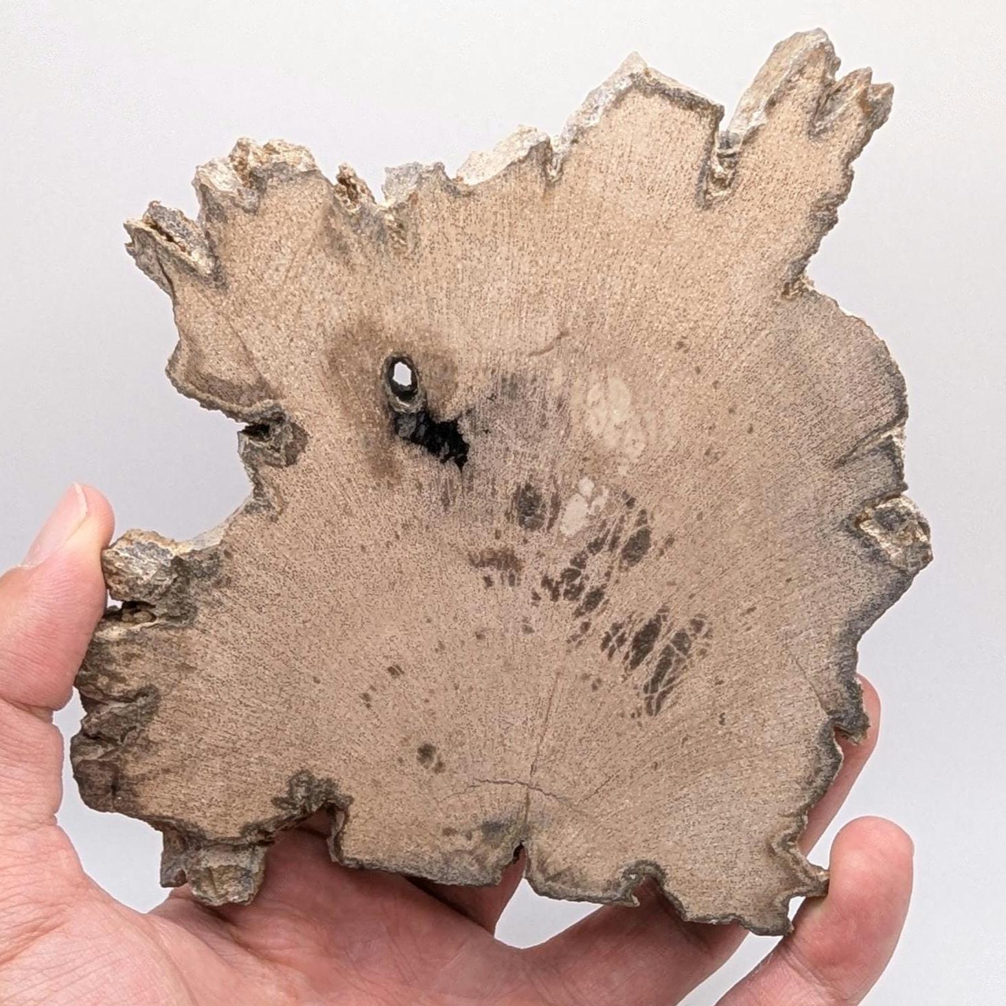 Petrified Wood Slab - Banten, West Java, Indonesia - Grey and Black Tree Ring Fossil Specimen