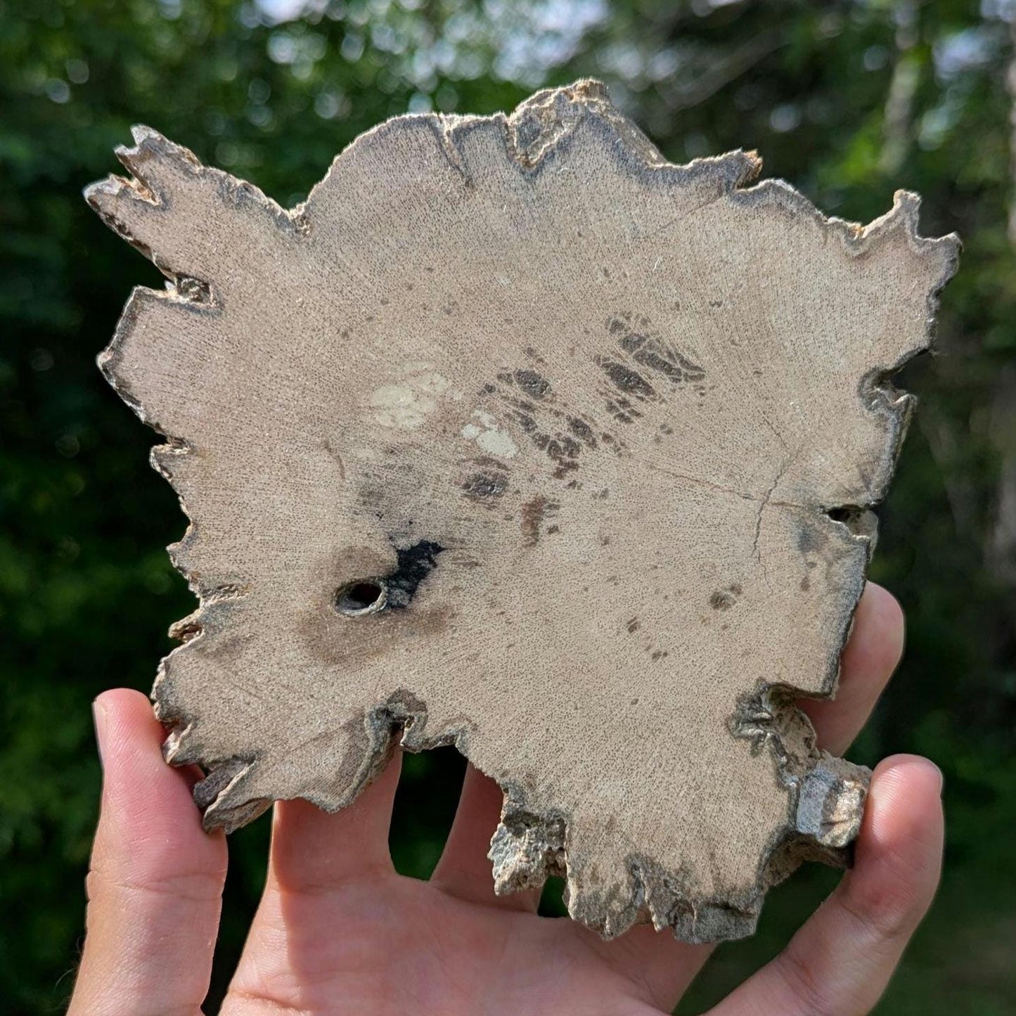 Petrified Wood Slab - Banten, West Java, Indonesia - Grey and Black Tree Ring Fossil Specimen