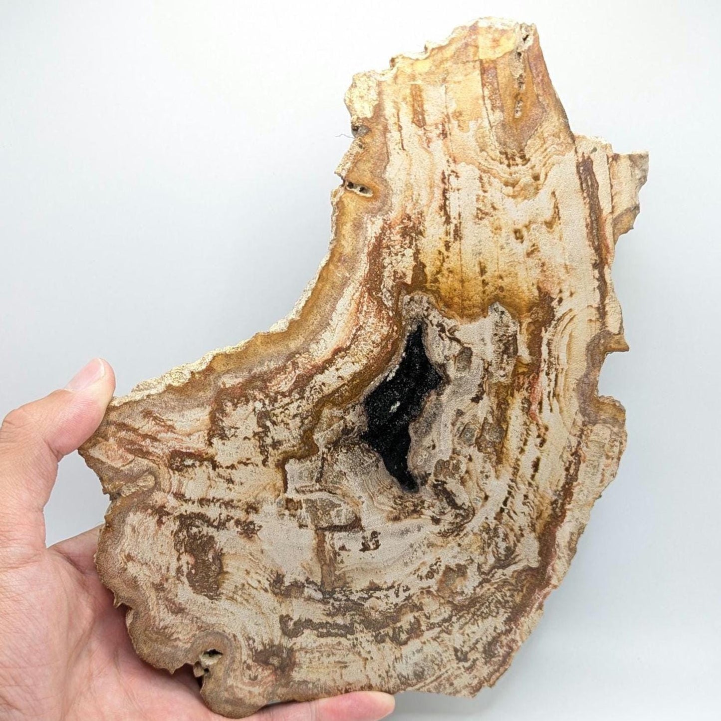Large Petrified Wood Slab - Banten, West Java, Indonesia - Swirl Grain Brown Fossil Specimen