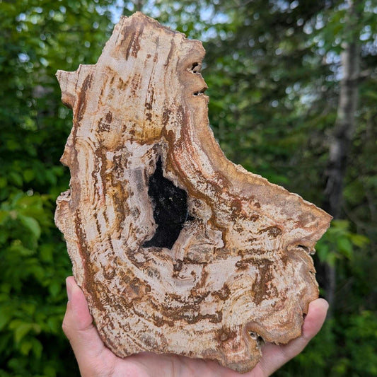 Large Petrified Wood Slab - Banten, West Java, Indonesia - Swirl Grain Brown Fossil Specimen